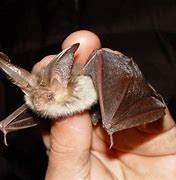 Image result for Eastern Long Eared Bat
