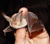 Image result for Albino Bat Real