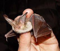 Image result for Bats Pisces