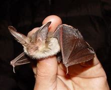 Image result for Iowa Bat