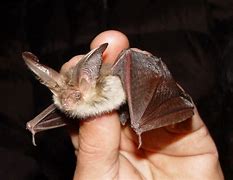 Image result for Old Hickory Bats