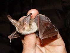 Image result for San Diego Bat Species