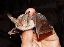 Image result for Cusotm Demarnin Bats