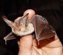Image result for Super Cute Bat