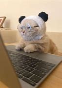 Image result for Busy Cat Meme