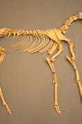 Image result for Deer Shoulder Bone