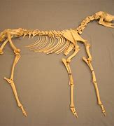 Image result for Deer Humerus Bone