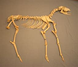 Image result for Fossilized Whitetail Deer Bones