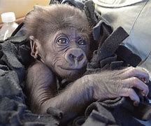 Image result for Baby Harambe