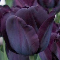 Image result for Tulipa Paul Scherer
