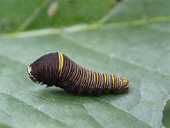 Image result for "zebra-caterpillar"