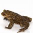 Image result for Frog and Toad Doing Nothing