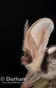 Image result for Black and White Spotted Bat