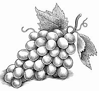 Image result for Fruit Pen and Ink Drawings