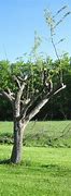 Image result for Pruned Apple Tree