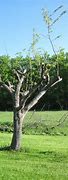 Image result for Old Apple Tree Pruned