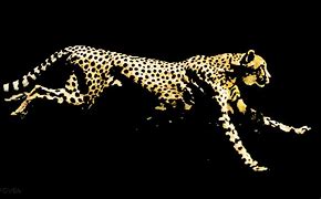 Image result for Black Cheetah Background