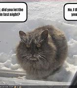 Image result for Cold Cat Meme