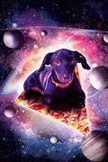 Image result for Galaxy Dog and Cat