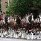 Image result for Largest Horse Breed