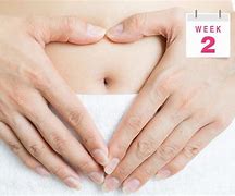 Image result for Pregnant 2 Weeks Women