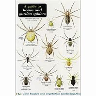Image result for UK House Spiders Identification Chart