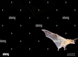 Image result for Fruit Bat at Night