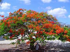 Image result for Geiger Tree Hawaii