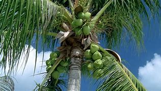 Image result for cocotero