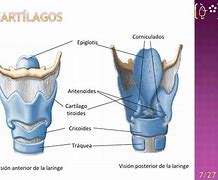 Image result for aritenoides
