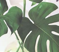 Image result for Plant Screensaver