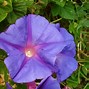 Image result for Wild Rose New Zealand