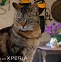 Image result for Xperia 1 Mark 3