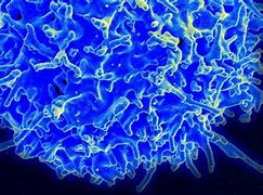 Image result for Killing Cancer Cells