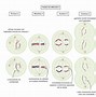 Image result for Meiosis Two