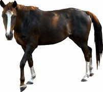 Image result for Baby Blue White Horse Background