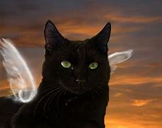 Image result for Black Cat Angel