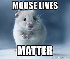 Image result for Mice Memes Funny