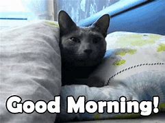 Image result for Cat Morning Hilarious