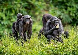 Image result for Bonobo Animal Fat