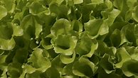 Image result for Low Light Vegetable Plants