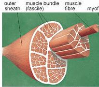 Image result for Chest Muscle Tear