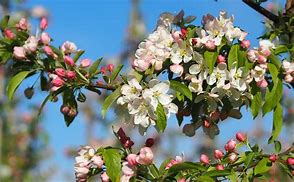 Image result for Malus Sugar Tyme