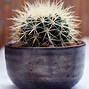 Image result for Pictures of Cactuses