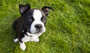 Image result for Small Pet Dogs