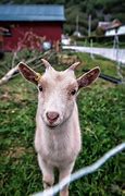 Image result for Cabrito Blanco