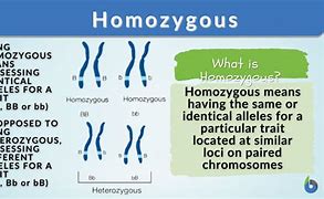 Image result for Homozygous Drawing