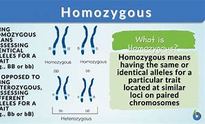 Image result for Homozygous Allele Example