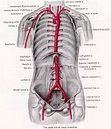 Image result for aorta