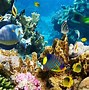 Image result for Fishes Underwater Scene